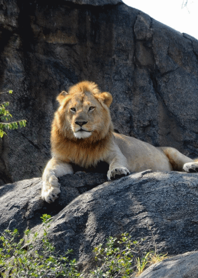 Carte Un Lion Sur Son Rocher : Envoyer une Carte D'animaux 